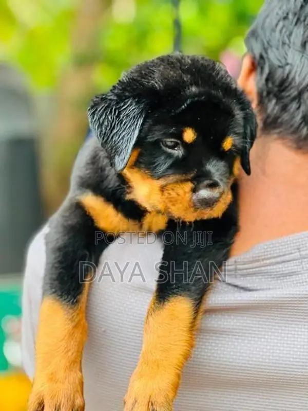 Rottweiler Puppy