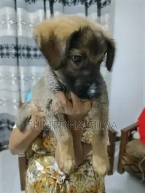 Labrador Crossed Breed Female Puppy