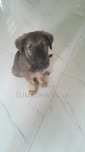 Labrador Crossed Breed Female Puppy