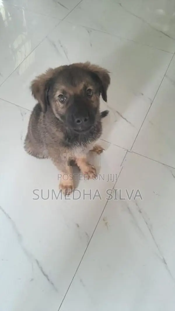 Labrador Crossed Breed Female Puppy