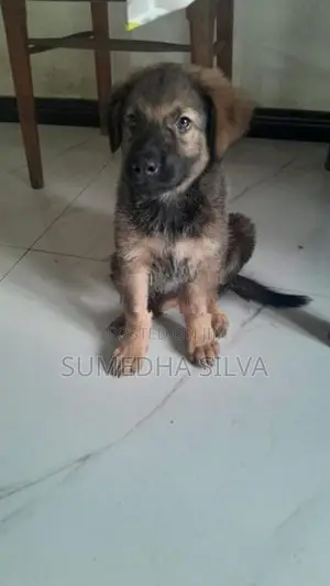 Labrador Crossed Breed Female Puppy