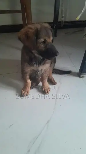 Labrador Crossed Breed Female Puppy