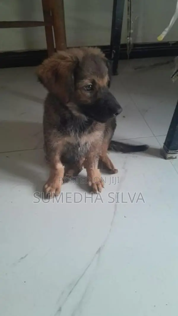 Labrador Crossed Breed Female Puppy