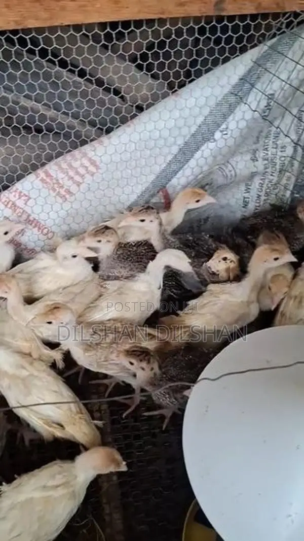 කළුකුම් පැටවුන්