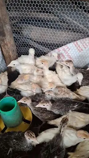 කළුකුම් පැටවුන්