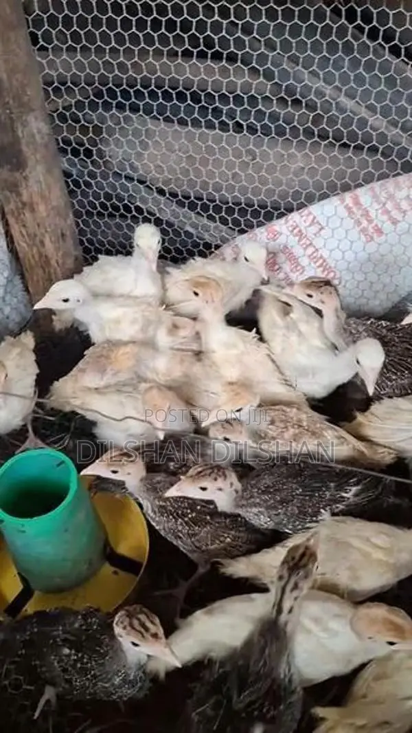 කළුකුම් පැටවුන්