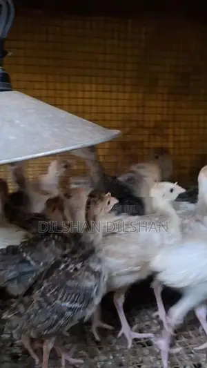 කළුකුම් පැටවුන්