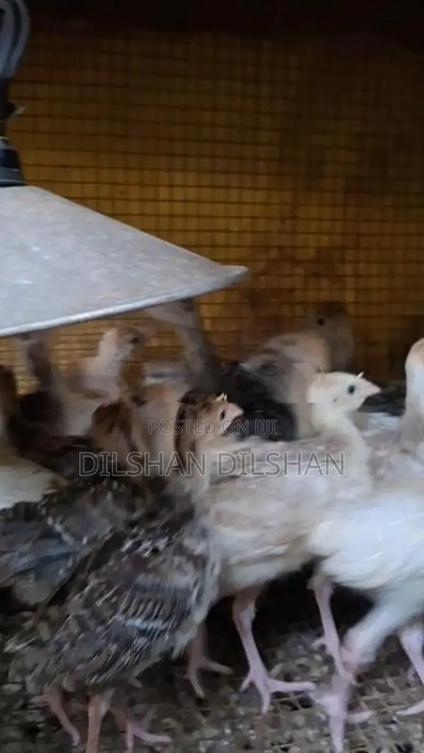 කළුකුම් පැටවුන්