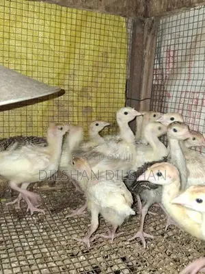 කළුකුම් පැටවුන්