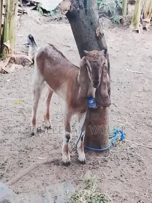 Farm Goats