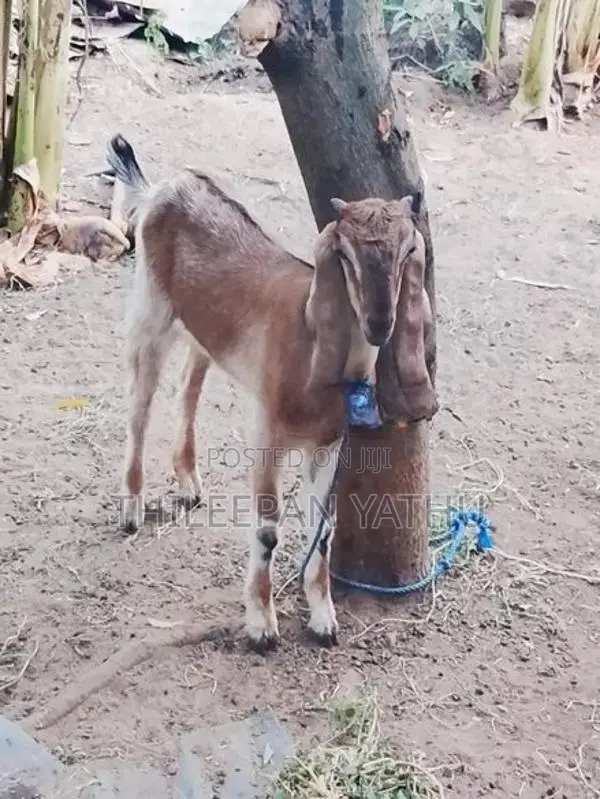 Farm Goats