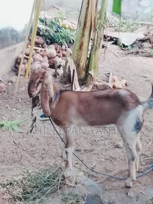 Farm Goats
