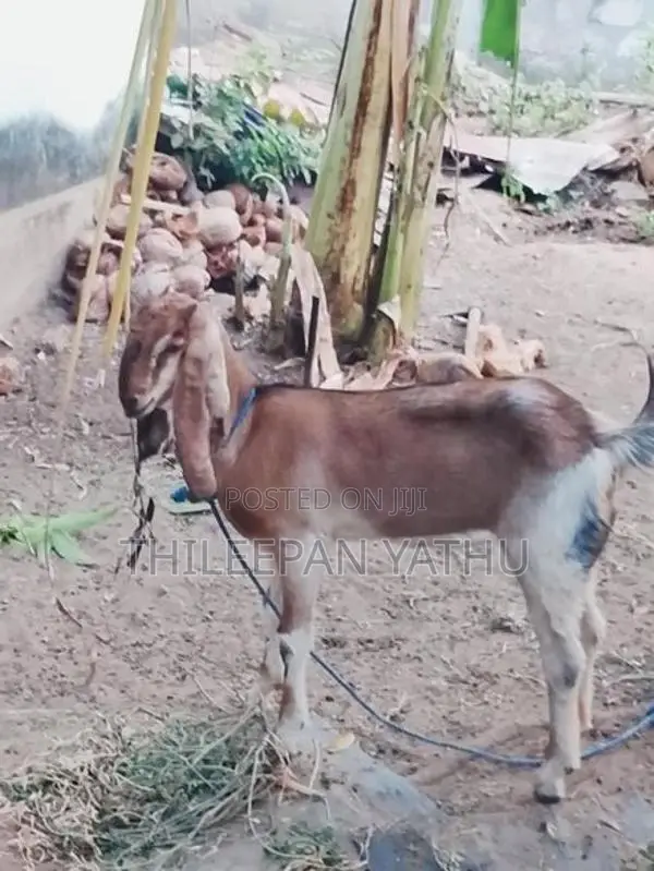 Farm Goats