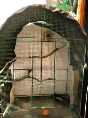 Bird Cage
