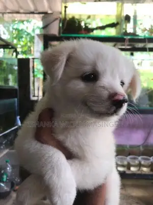 Pomarenian Puppies