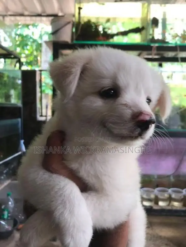 Pomarenian Puppies