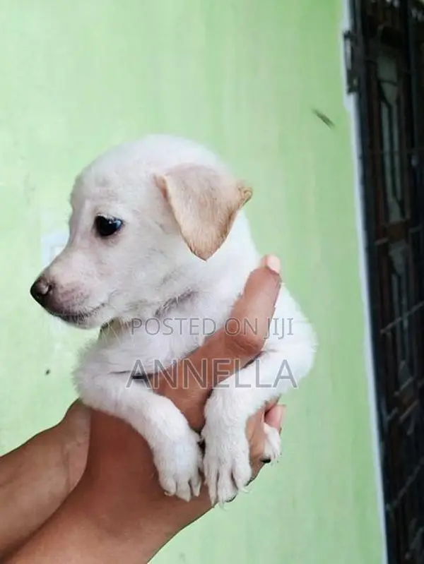 Mixed Japanese Spitz Puppies