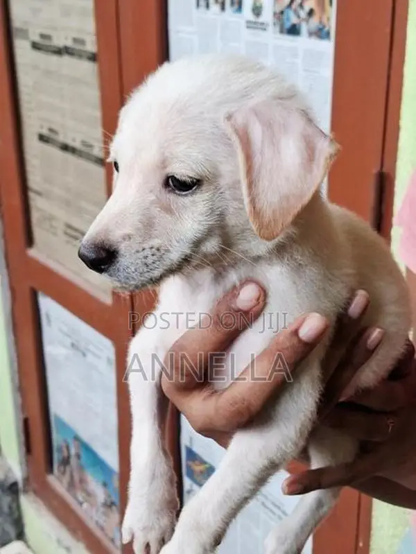 Mixed Japanese Spitz Puppies