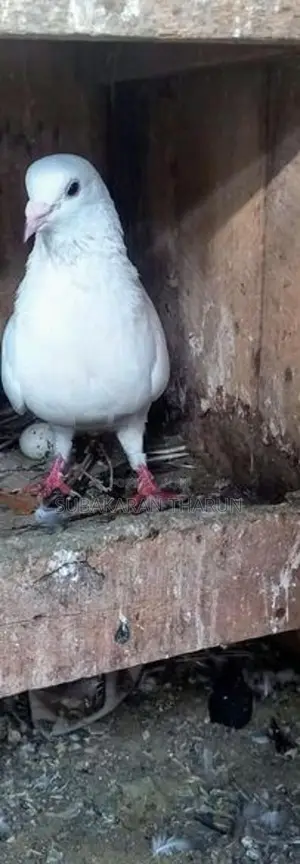 Pigeons