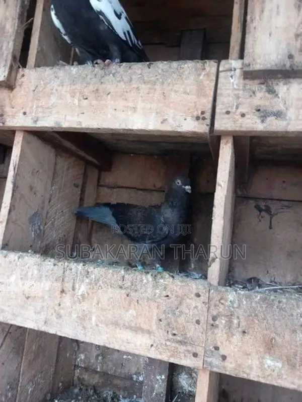 Pigeons