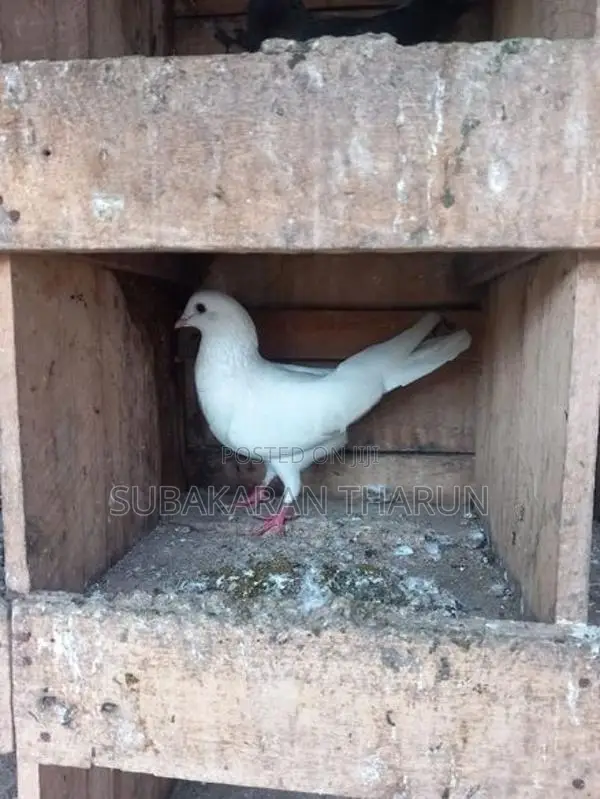 Pigeons