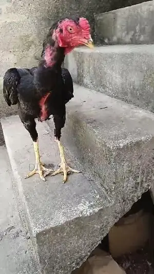 කුකුල්ලු