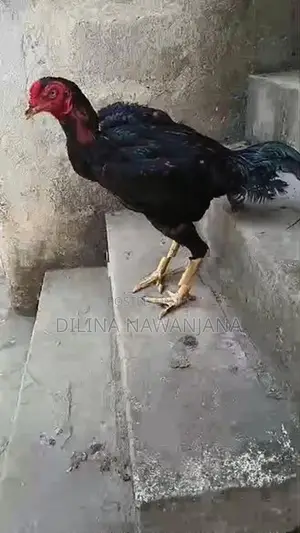 කුකුල්ලු