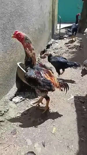 කුකුල්ලු