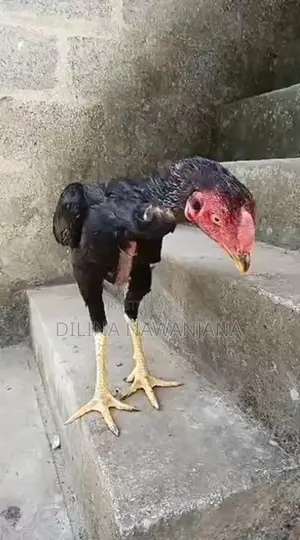 කුකුල්ලු