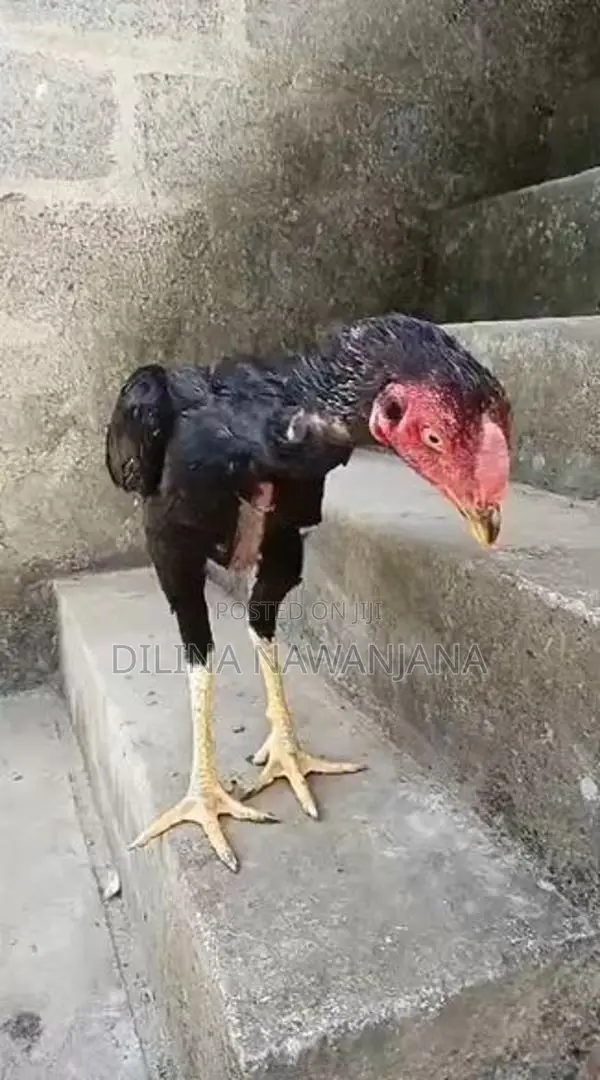 කුකුල්ලු