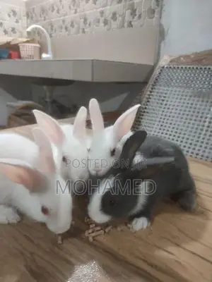 Rabbits