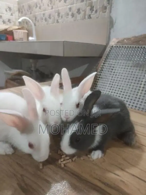 Rabbits
