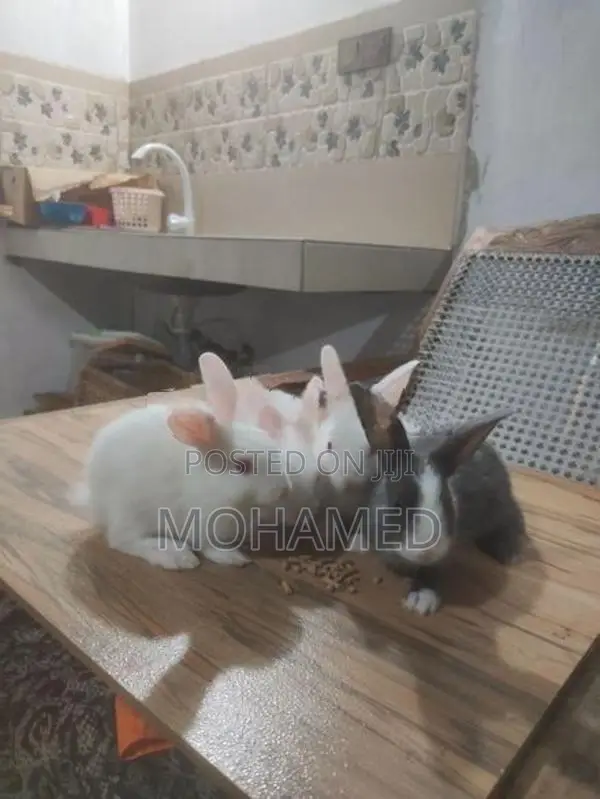 Rabbits