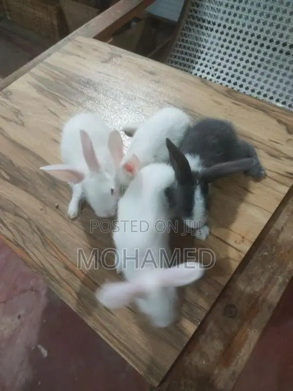 Rabbits