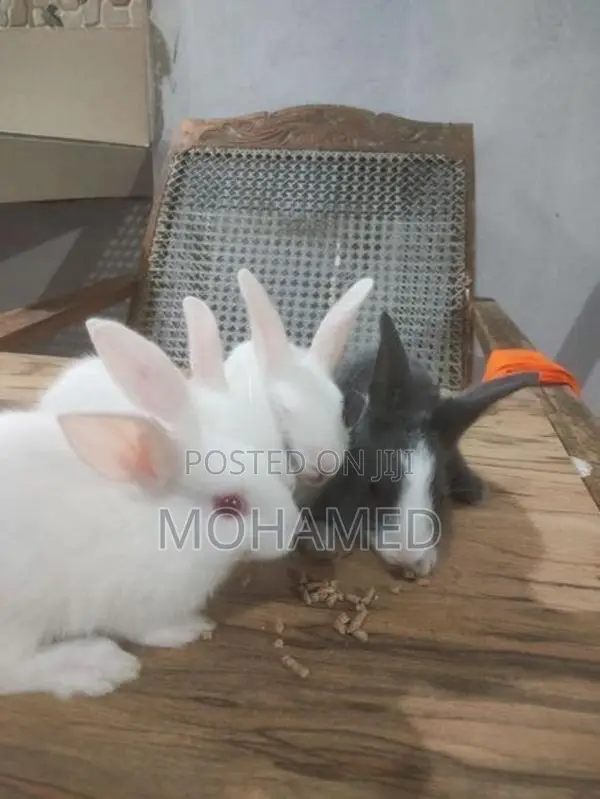 Rabbits