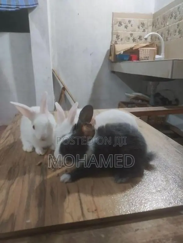 Rabbits
