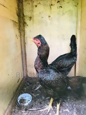 Aseel Hen