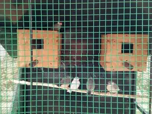Jawa Birds