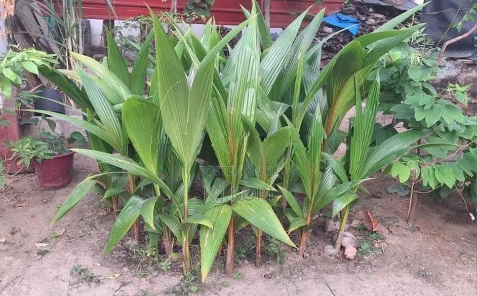 Coconut Plant