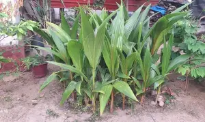 Coconut Plant