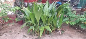 Coconut Plant