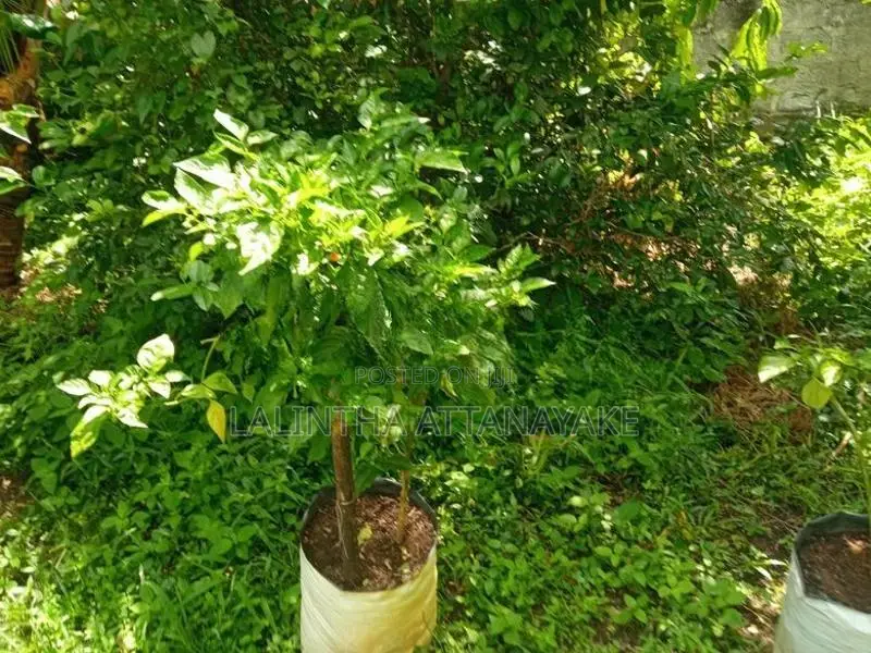 නය් කොච්චි ගස්