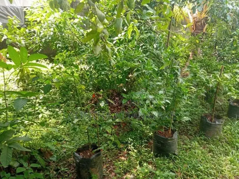නය් කොච්චි ගස්
