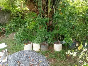නය් කොච්චි ගස්