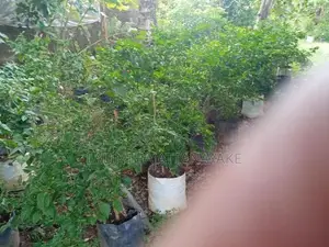 නය් කොච්චි ගස්