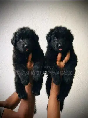 German Shepherd Puppies