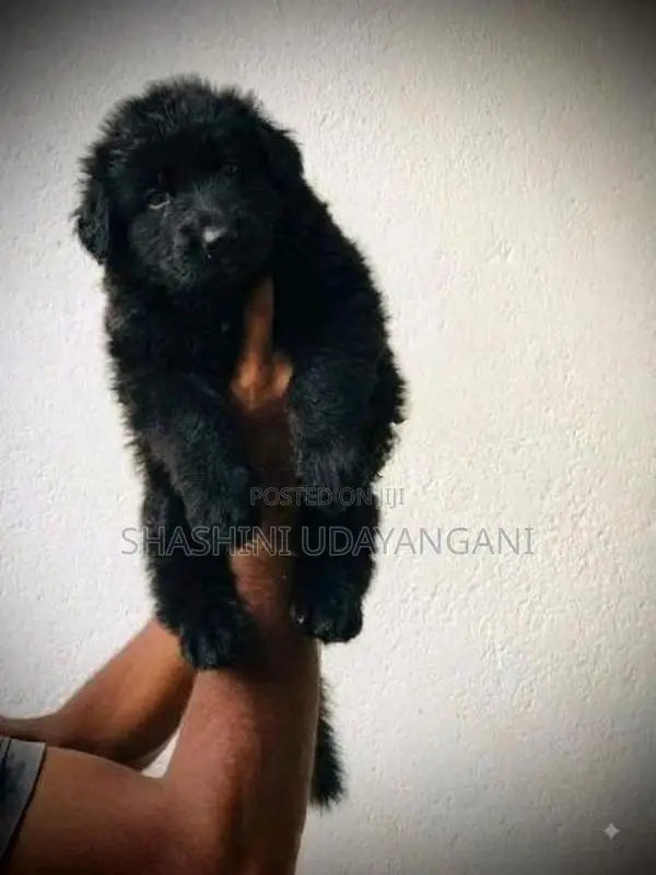 German Shepherd Puppies