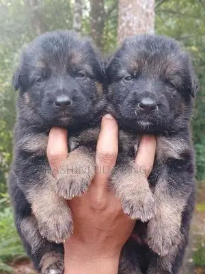 German Shepherd Puppies
