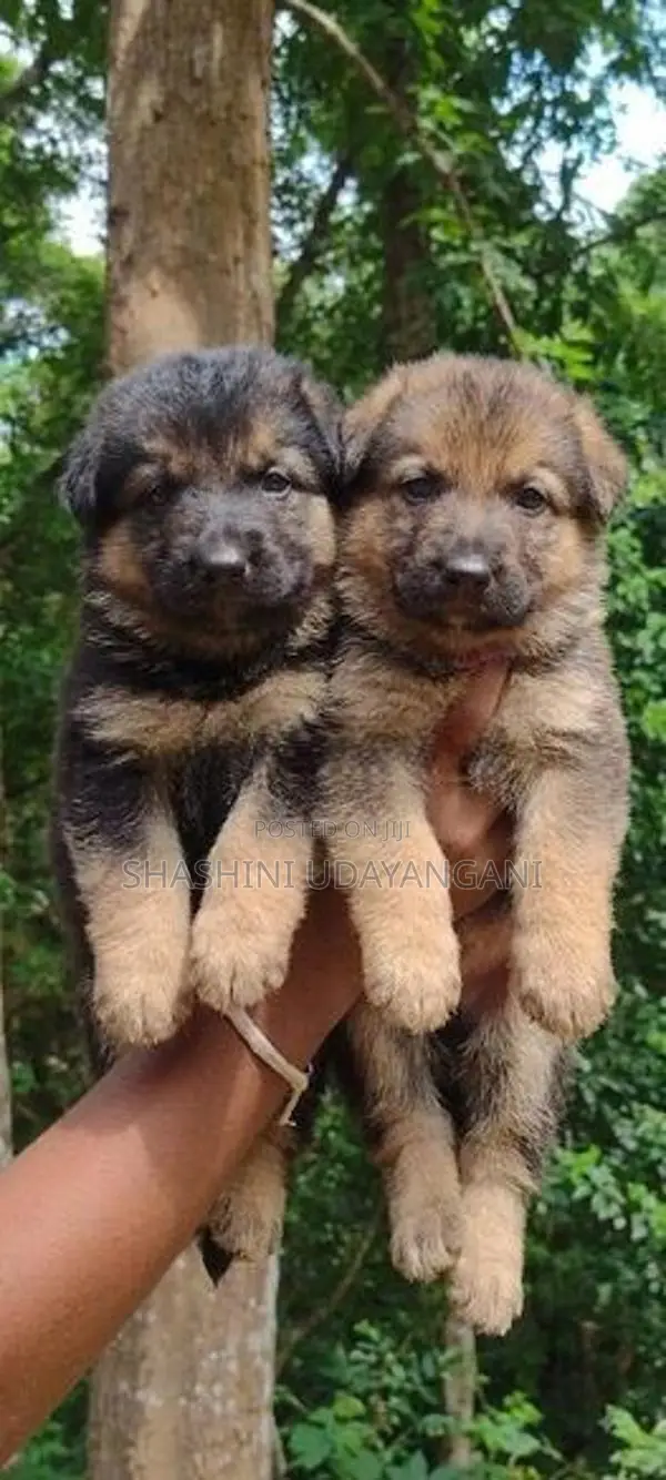 German Shepherd Puppies