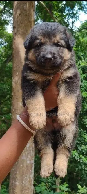 German Shepherd Puppies
